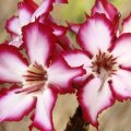 Pink and White Flowers