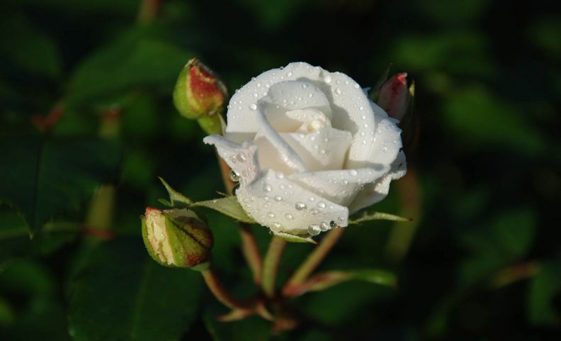 White Rose With Rosebuds