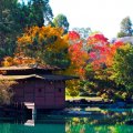 Japanese Garden at Autumn