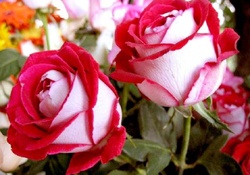 Two Lovely Roses
