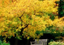 Yellow Autumn Tree and Bench