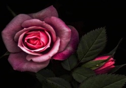 Perfect Rose