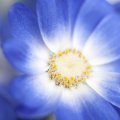 blue_flower.jpg