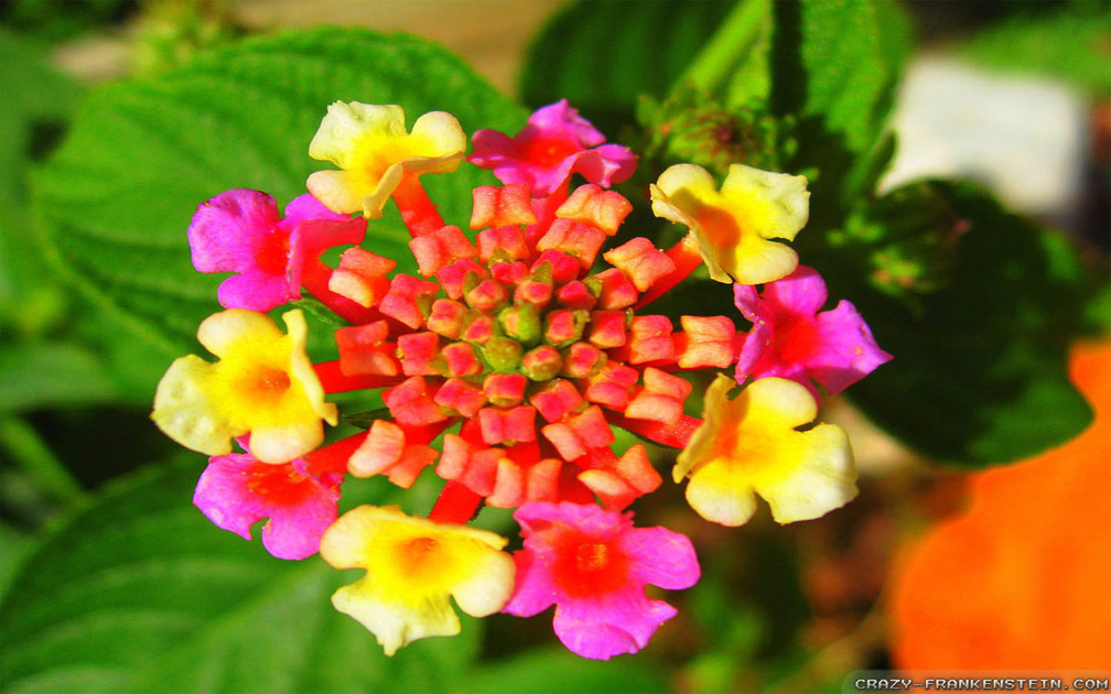 Beautiful Exotic Flower