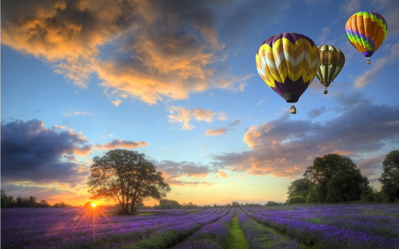 hot_air_balloons_over_lavender_field_at_sunset.jpg