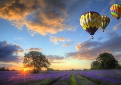 Hot Air Balloons over Lavender Field at Sunset