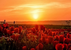 Dazzling rays in the poppies field