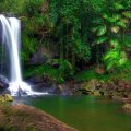 Forest Waterfall in Australia