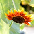 Amazing Sunny Sunflower
