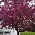 Flowering Purple Tree
