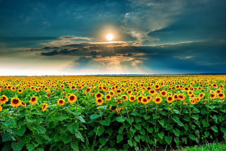 beauty_sunset_over_sunflowers_field.jpg