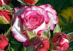 Lovely roses