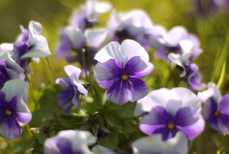 Delicate violets