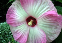 A tropical Hibiscus