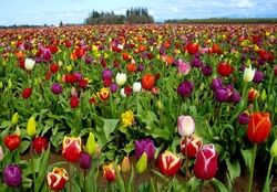 Sea of tulips