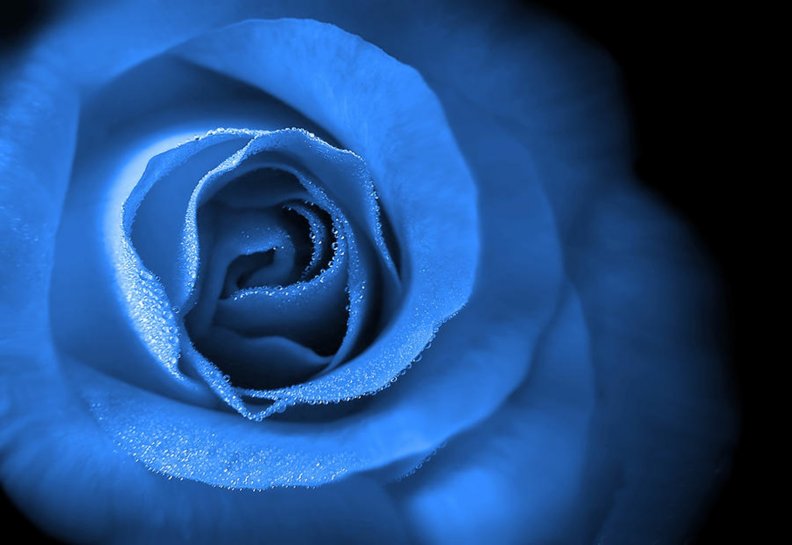 love_is_eternal_blue_rose.jpg
