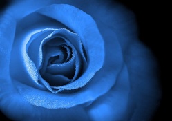 Love is Eternal Blue Rose