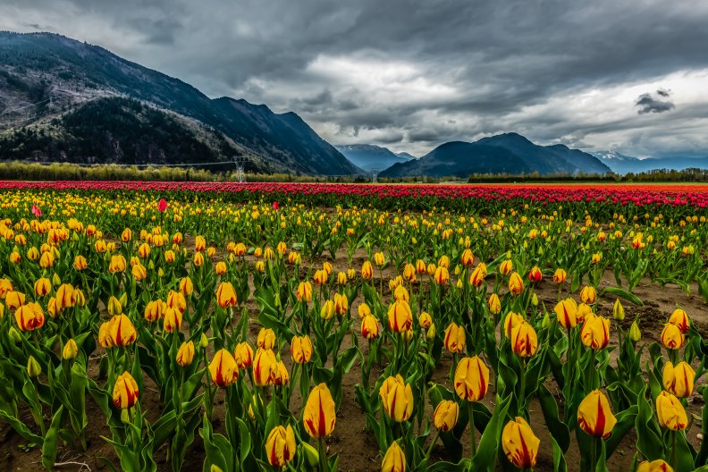 tulips.jpg
