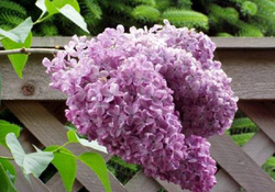 Bunch of Lilacs