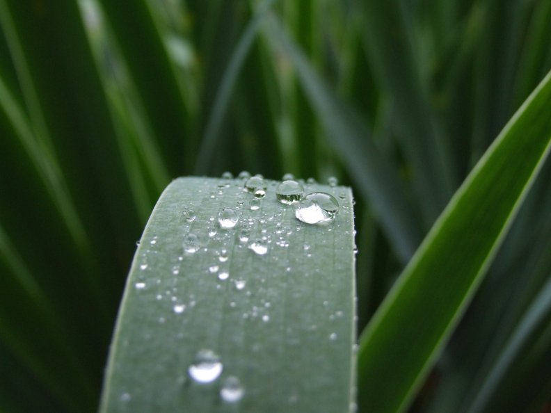 Water Drop on Plant