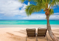 beach chairs under coconut tree