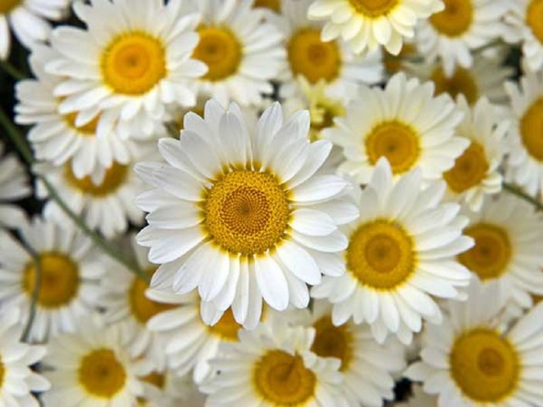 beautiful_daisies.jpg