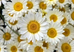 beautiful daisies