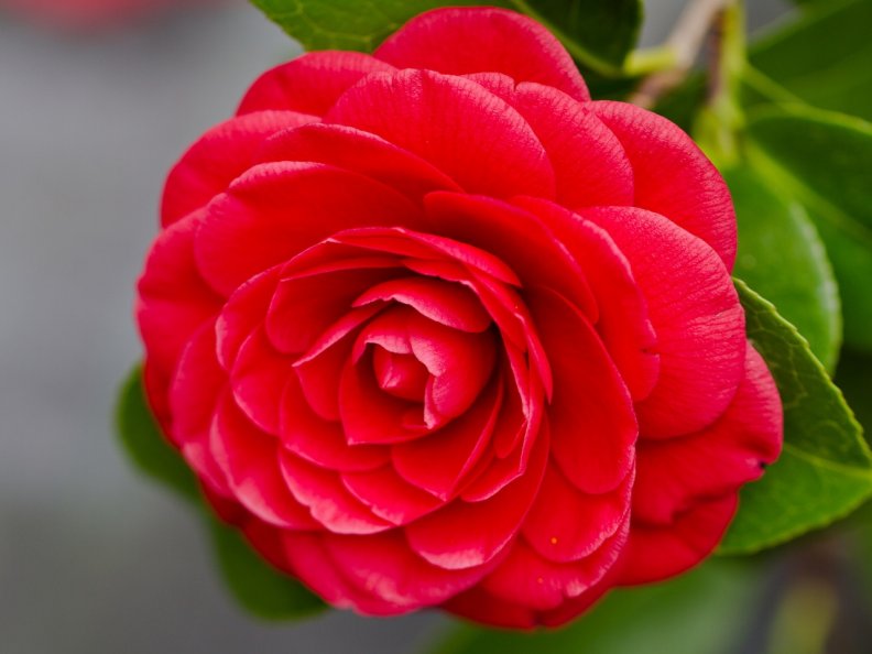 red_camellia.jpg