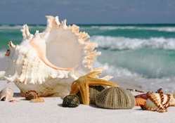 Corsica Beach _shells