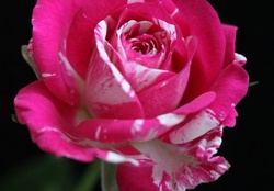 Stripped pink and white rose
