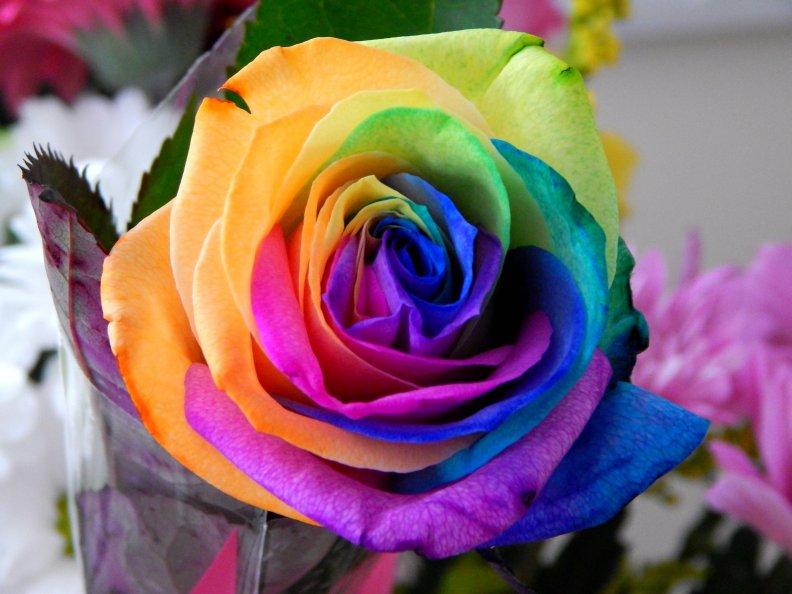 such_a_colourful_rose.jpg