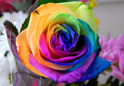 such a colourful rose