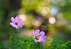 Bokeh and Flowers