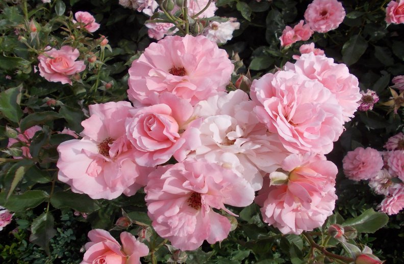 Large Fluffy Pink Roses