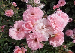 Large Fluffy Pink Roses