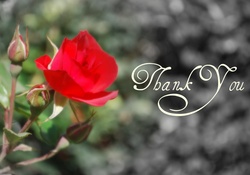 Thank with a Rose