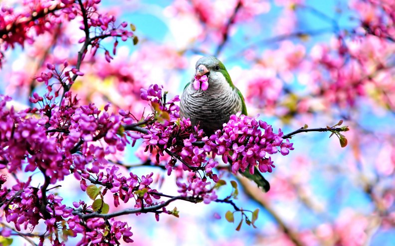bird_in_spring_blossoms.jpg