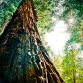 closeup of mighty redwood tree