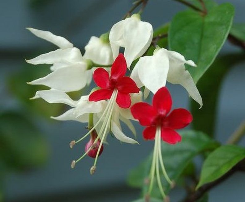 Цветок с бело красными цветами название фото комнатный