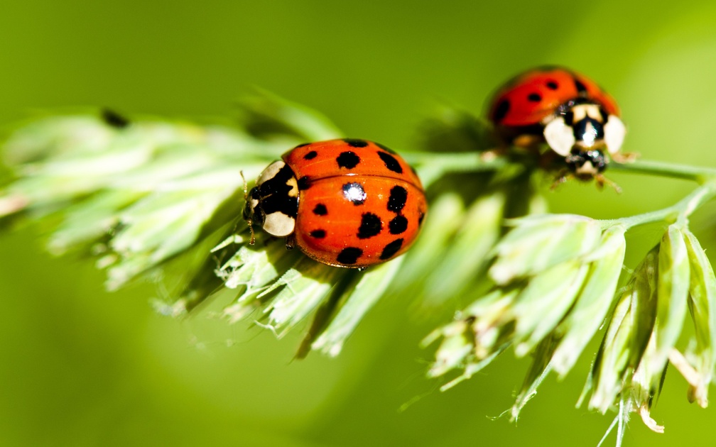 * Ladybugs *
