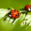 * Ladybugs *