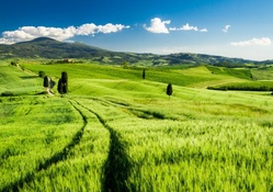 Green Fields in Tuscany