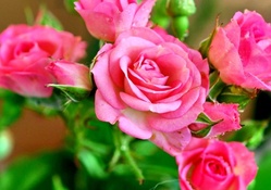 BEAUTY IN PINK ROSE