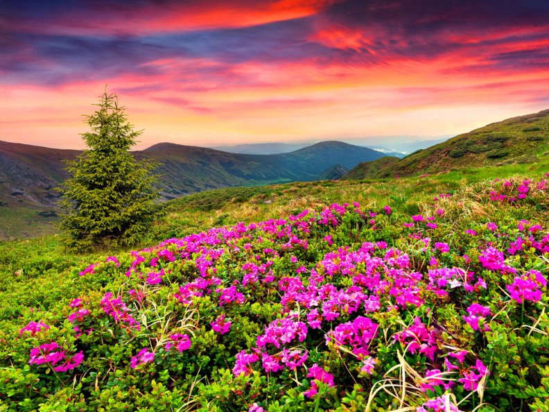 mountain_flowers.jpg