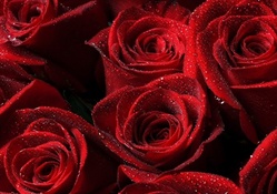 * Red roses *