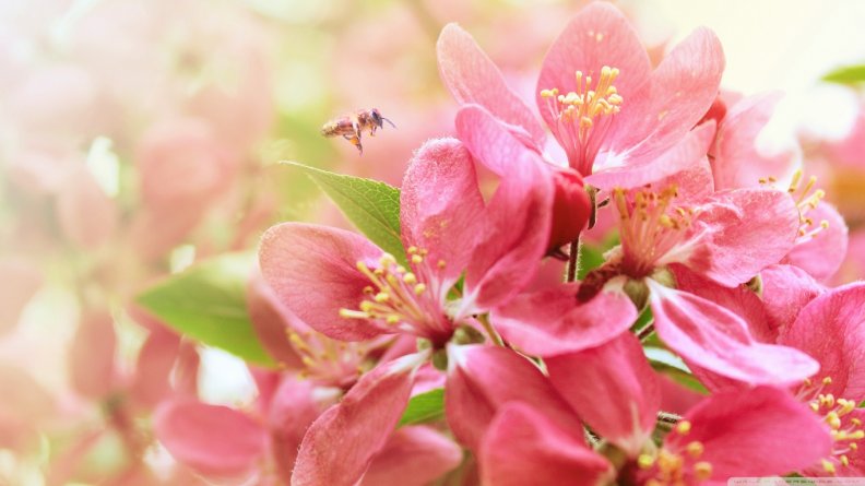 apple_blossom_flowers.jpg
