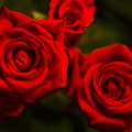 BEAUTIFUL RED ROSES