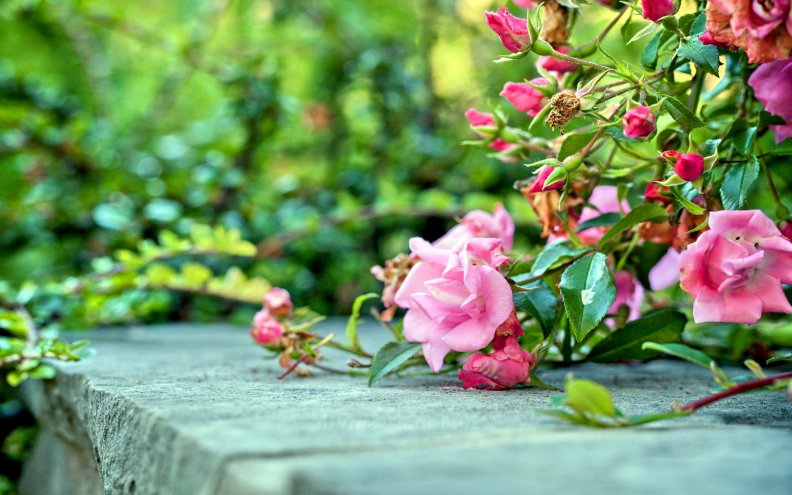 pink_rose_bushes.jpg
