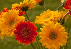 Red and Yellow Gerbera