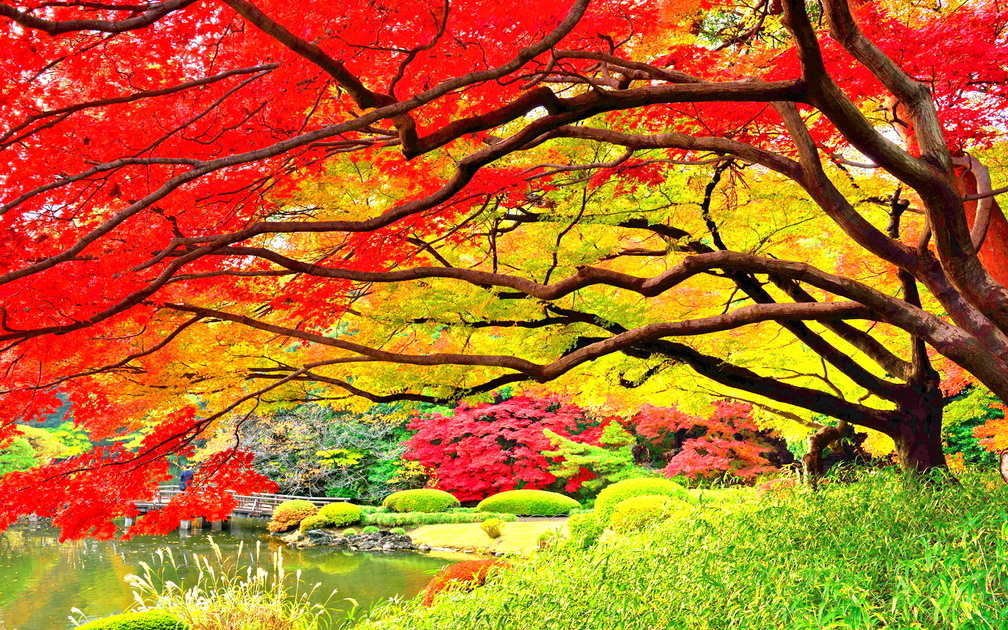 Autumn in Japanese Garden